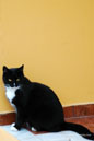Feline Clique